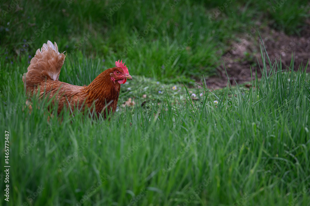 Fototapeta premium Brown hen in tall green grass. 