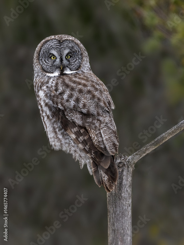 Wallpaper Mural A Great Gray Owl balances on a narrow branch against a green forest background Torontodigital.ca