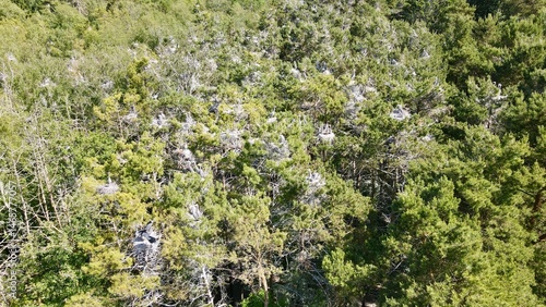 Top down photo of flock of Herons nesting