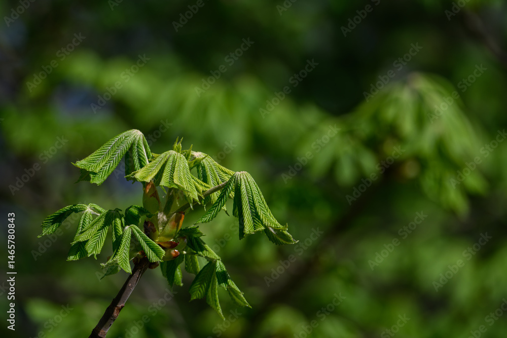 Obraz premium Young fresh chestnut leaves on a branch. 