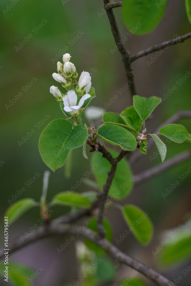 White flowers of Indian blueberry on a branch.
White flowers of Indian blueberry on a branch.