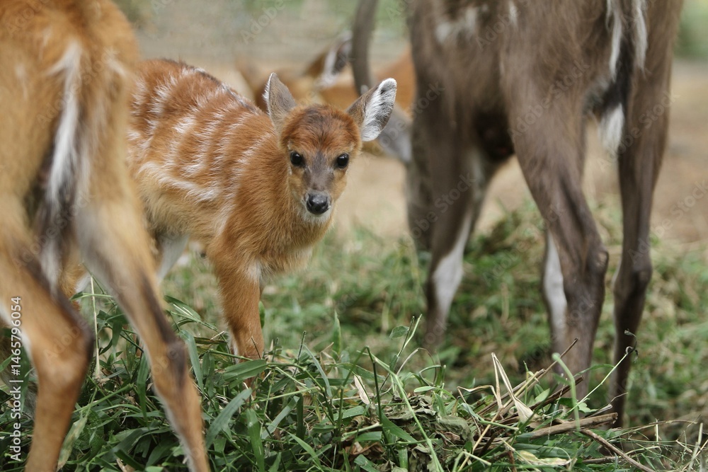 Obraz premium portrait of a cute sitatunga