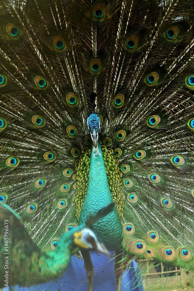 Obraz premium portrait of a beautiful blue peacock
