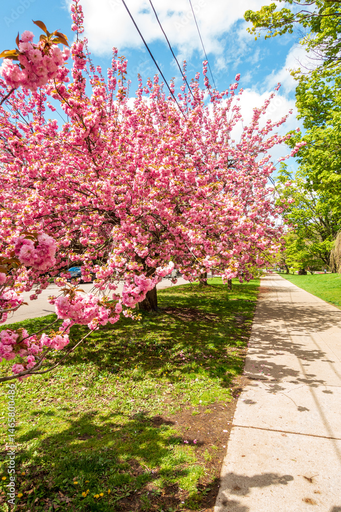 Naklejka premium Cherry blossom trees in the Spring