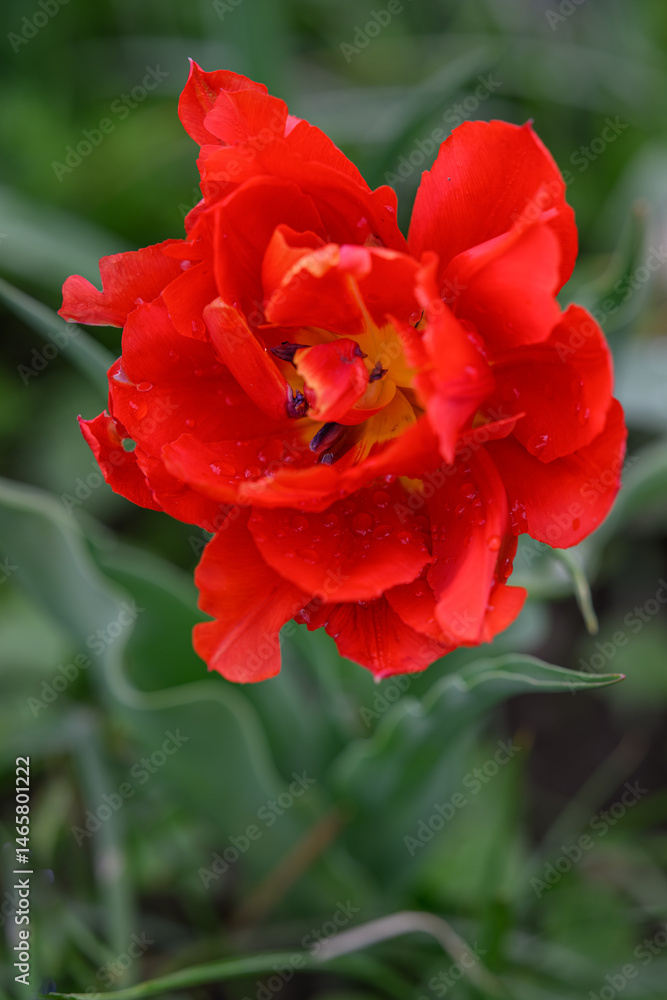 Obraz premium Beautiful red multi-petaled tulip flower. 