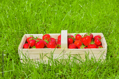 Erdbeerkörbchen mit frischen Erdbeeremn auf einer grümen Wiese