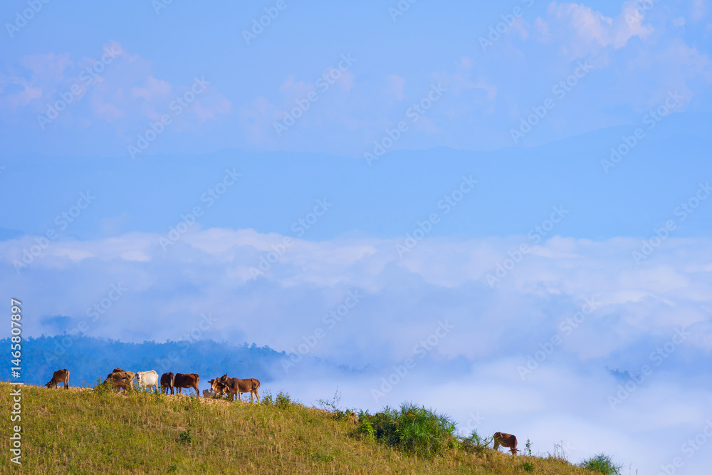 Obraz premium Beautiful scenery of the sea of mist in the morning at the Car Camping site with a viewpoint nature at Doi Ba Lu Kho Mountain in Mae Chaem, Chiang Mai, Thailand. Natural concept.