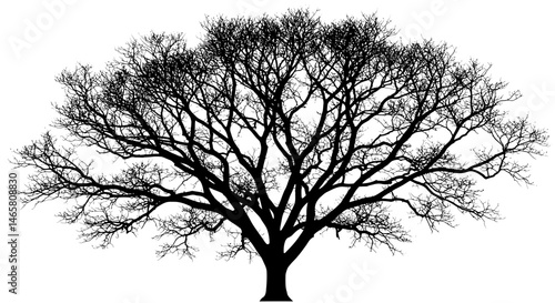 Vector silhouette of a leafless tree with wide, sprawling branches, isolated on a white background, ideal for seasonal, autumn, or eerie-themed nature illustrations
