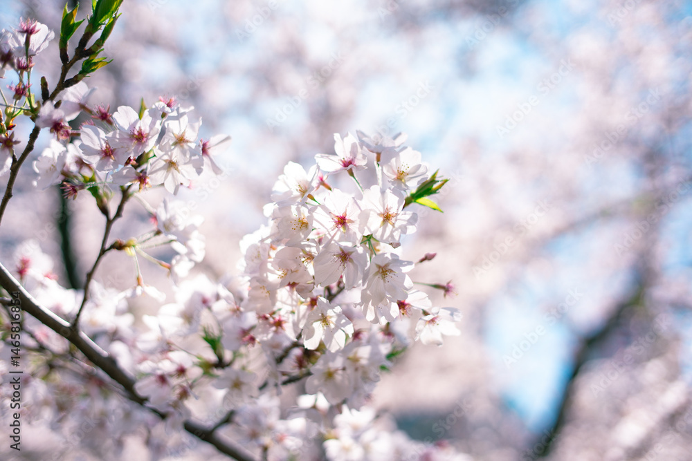 Obraz premium ソメイヨシノと空