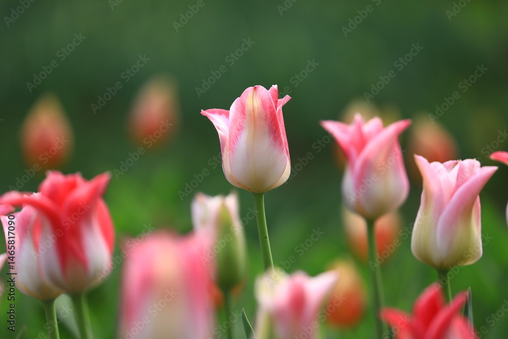 Obraz premium pink tulip in green background