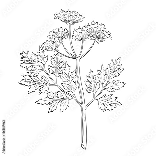 Drawing sketch style illustration of a Chervil, Anthriscus cerefolium, French parsley, myrhis or garden chervil flowering plant, an annual herb used as spice or herb done in black and white line art. 