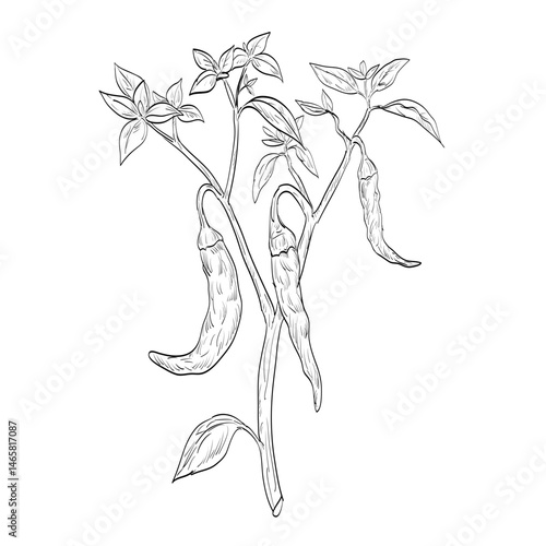Drawing sketch style illustration of a cayenne pepper plant, a small-fruited pepper, one of many chili pepper cultivars of Capsicum annuum used as spice or herb done in black and white line art. 
