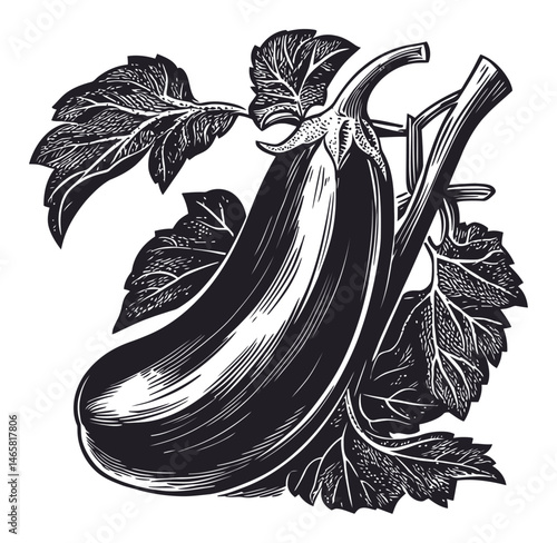 Vintage Style Illustration of Eggplant with Leaves and Stems Design