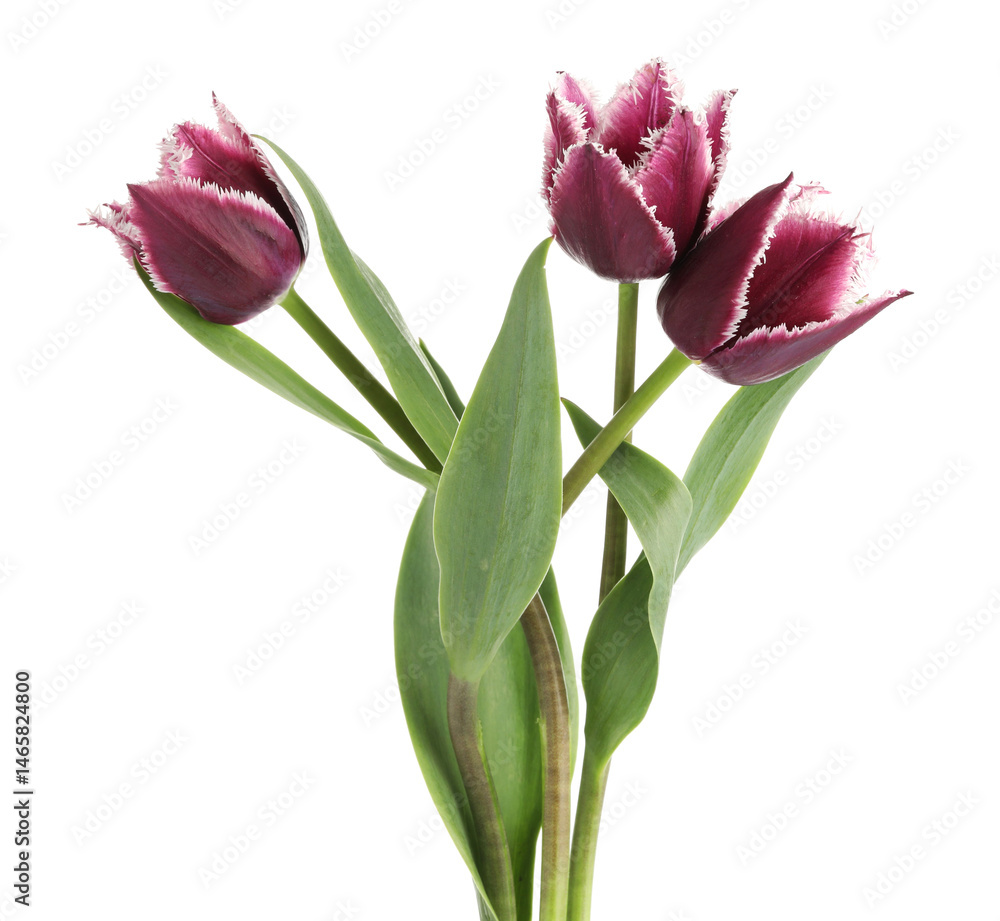 Three beautiful color tulips isolated on white Three beautiful color tulips isolated on white