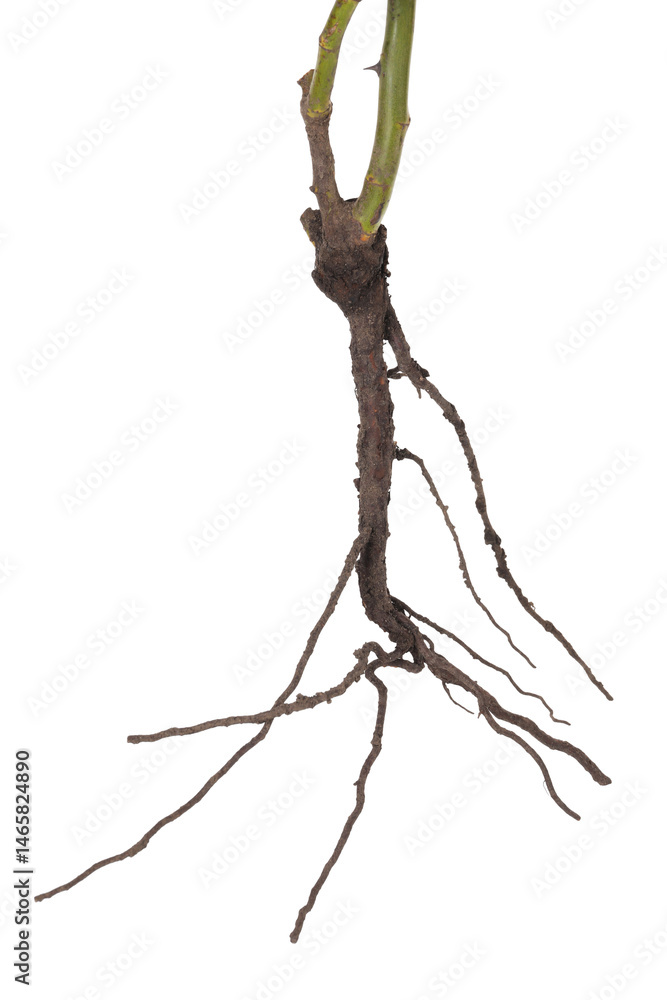 Fototapeta premium One plant with root isolated on white