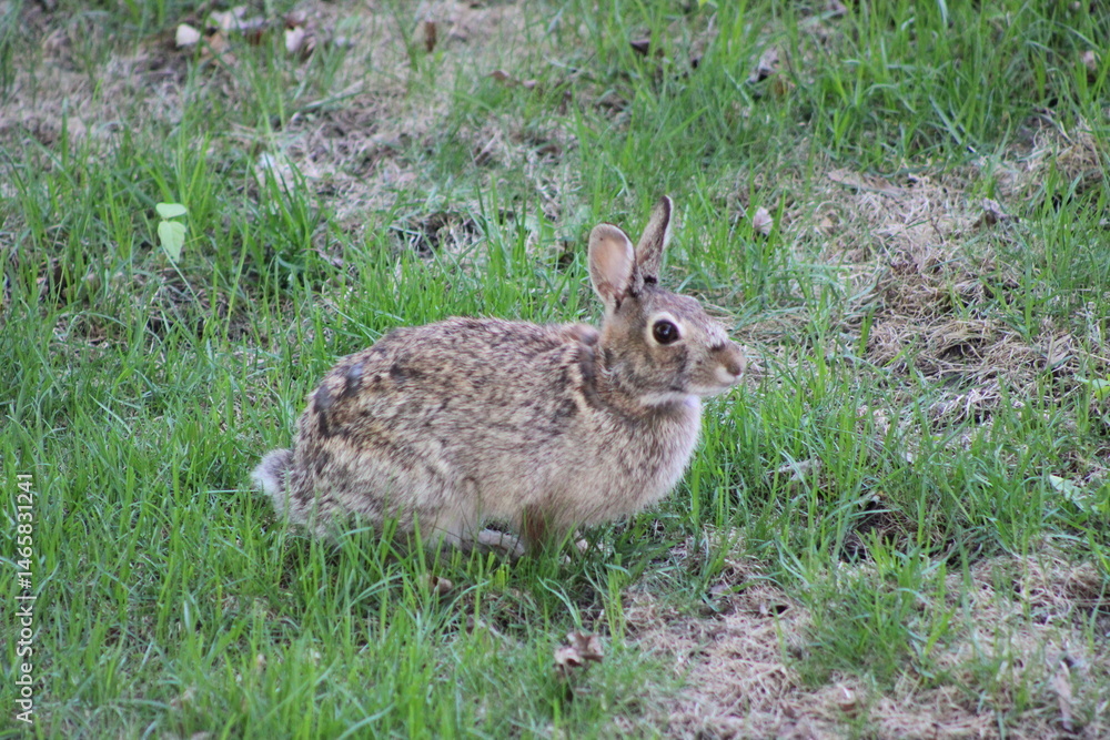 Fototapeta premium rabbit closeup