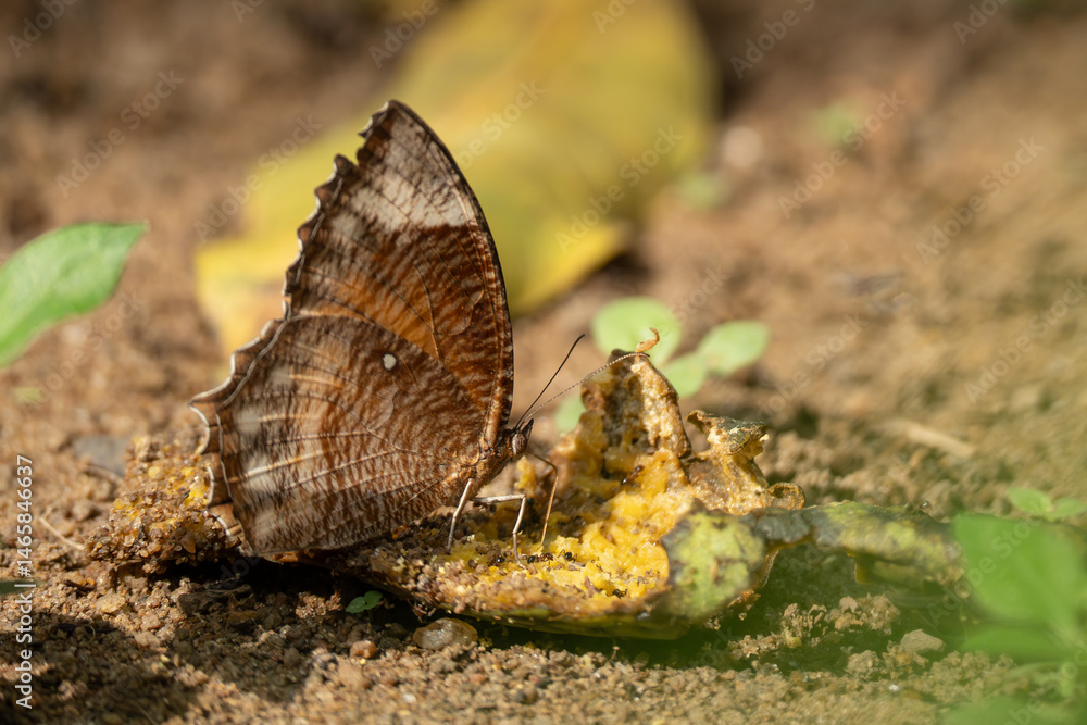 Obraz premium A butterfly sucking juice from fruit