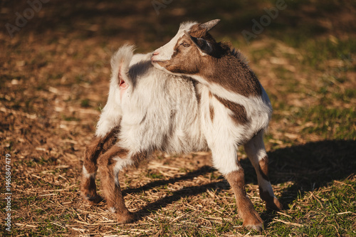 Принти на полотні Goat on a farm