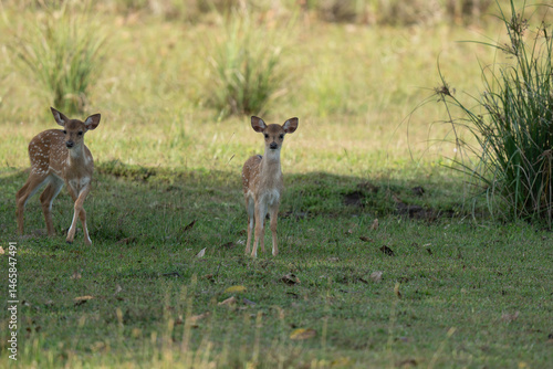 Fototapeta Naklejka Na Ścianę i Meble -  A nice shot of deers in wilderness
