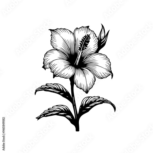 Detailed monochrome engraving of a hibiscus bloom, emphasizing refined artistic details