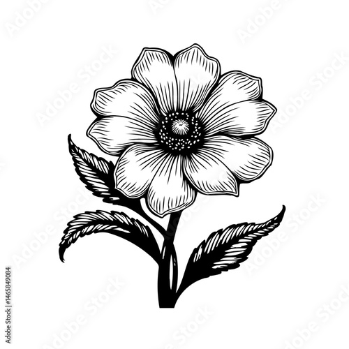 Elegant floral illustration, engraved style flower with delicate linework and detail