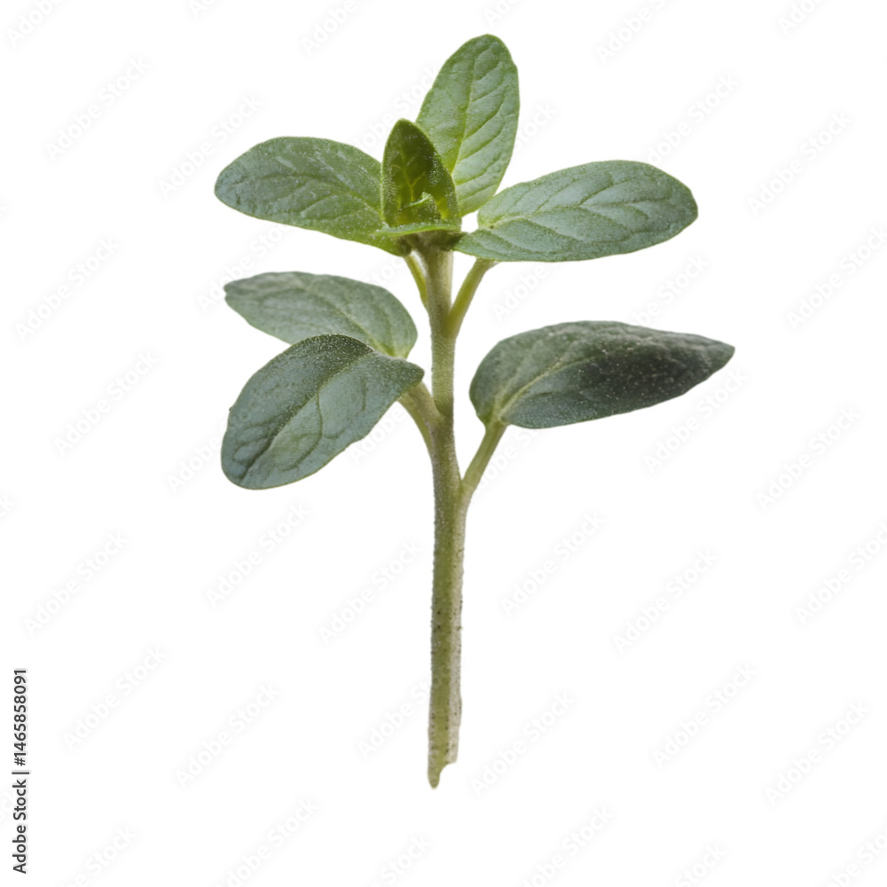 Fresh Oregano Herb Sprig Fresh Oregano Herb Sprig