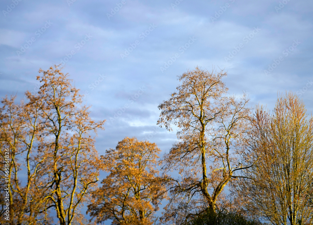 Cluster of bare trees with hints of golden leaves against a backdrop of a light blue sky with scattered clouds Cluster of bare trees with hints of golden leaves against a backdrop of a light blue sky with scattered clouds