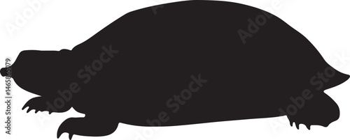 Florida Softshell Turtle Vector Silhouette