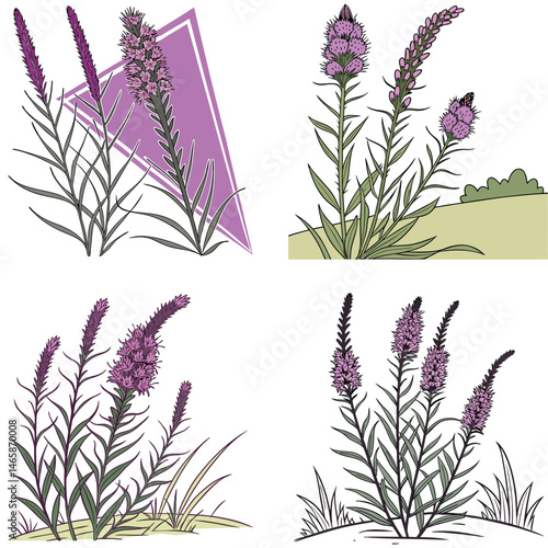 A blazing star flower icon with tall, spiky purple blooms.