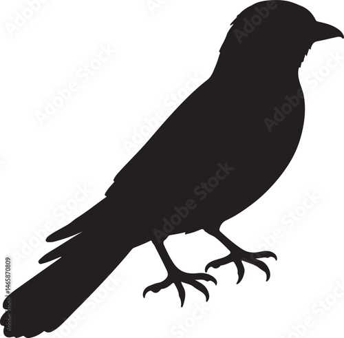 Javan Myna Vector Silhouette