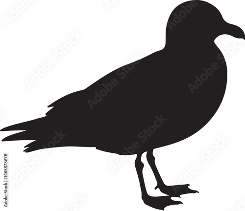 Lava Gull Vector Silhouette