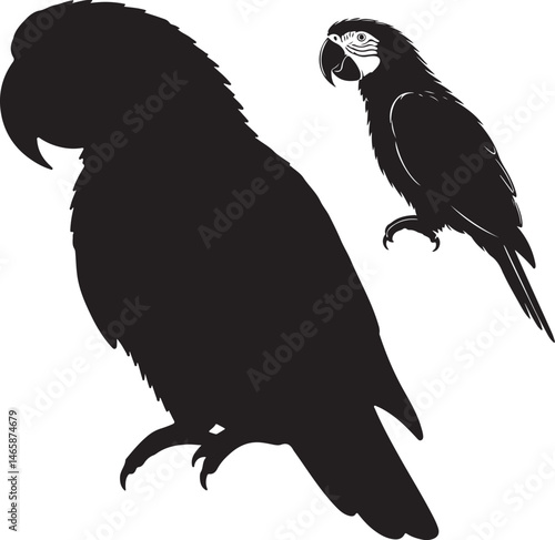Lesser Vasa Parrot Vector Silhouette