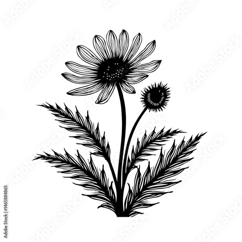 Intricate floral line art showcasing a stylized daisy and budding companion