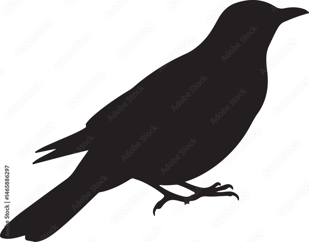 Thrush Vector Silhouette Thrush Vector Silhouette