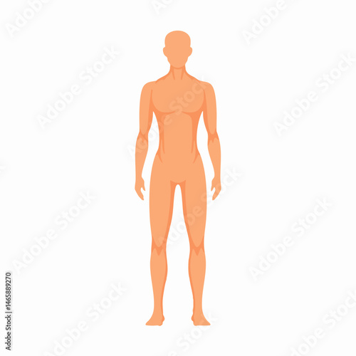 Human anatomical figure vector illustration. Vector Image