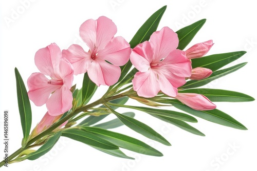 Oleander branch with pink blossoms and green leaves on a white background
