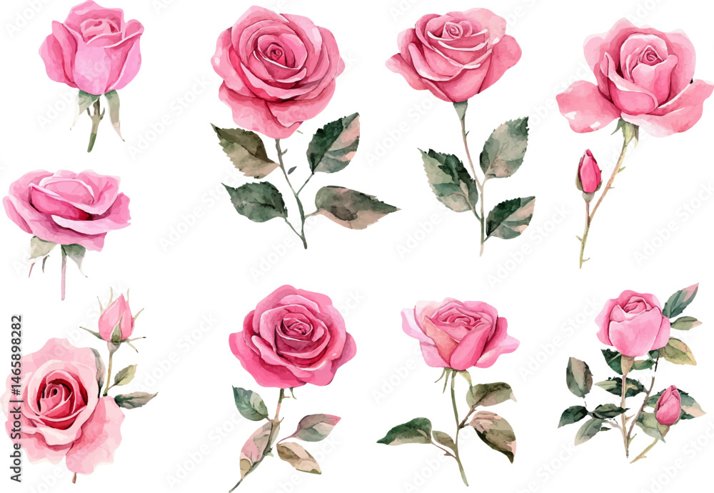 set of roses vector illustration set of roses vector illustration