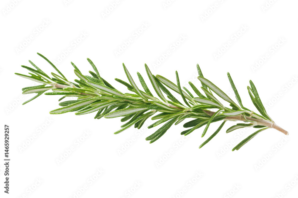 Fresh Rosemary Herb High-Quality Botanical Illustration with Sharp Focus and Vibrant Color on transparent background. Fresh Rosemary Herb High-Quality Botanical Illustration with Sharp Focus and Vibrant Color on transparent background.