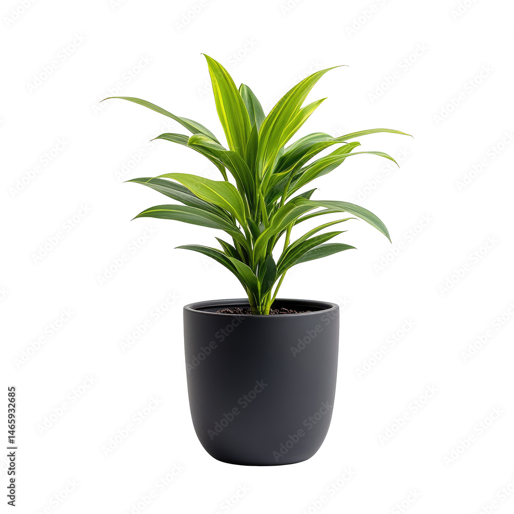 Fototapeta premium Potted plant, vibrant green leaves