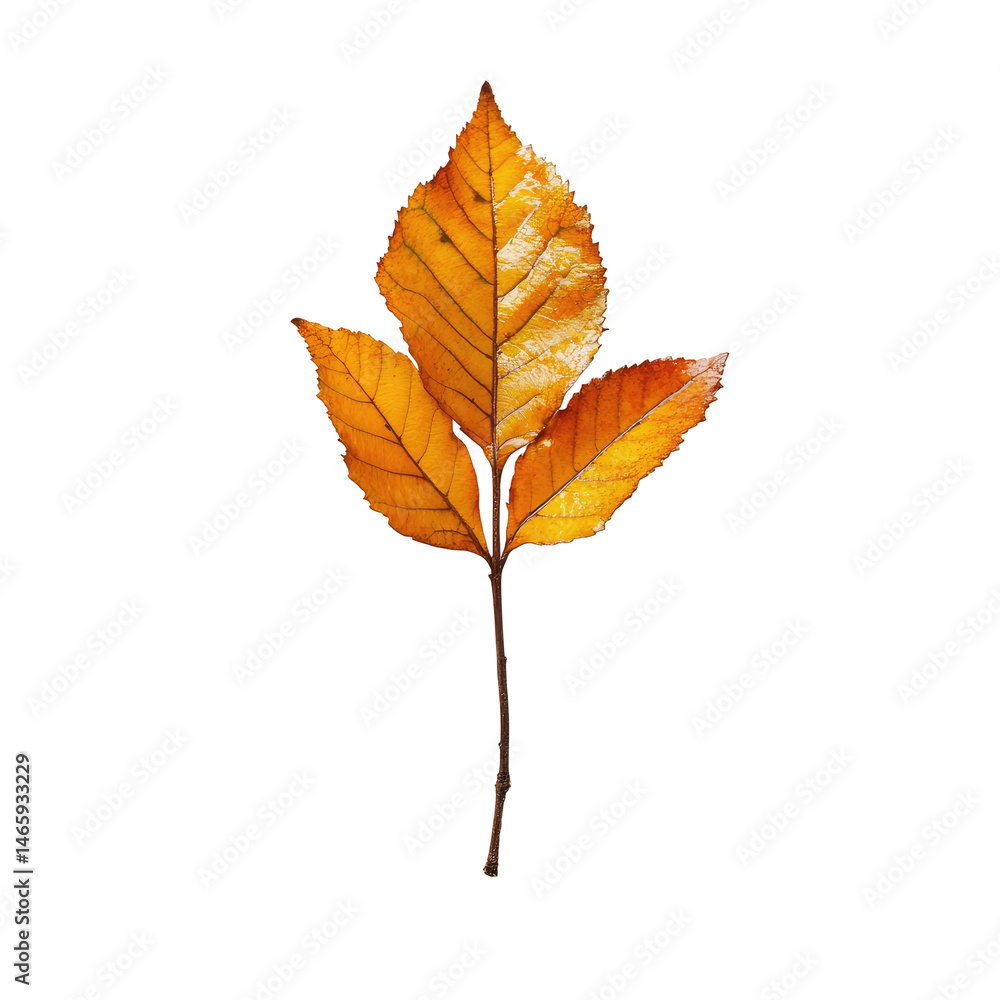 Fototapeta premium Autumn leaf, vibrant orange hue