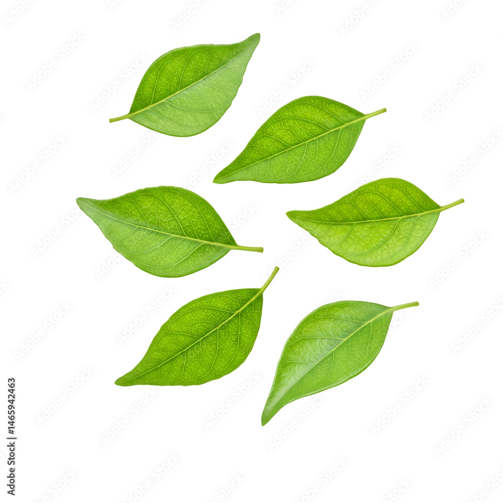 Naklejka premium Fresh Green Curry Leaves isolated on a transparent background 