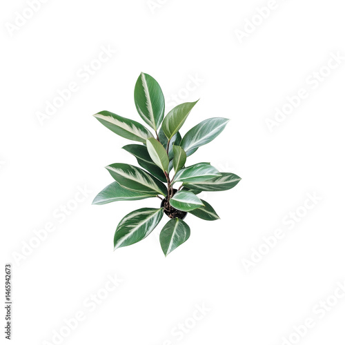 Plant with variegated leaves