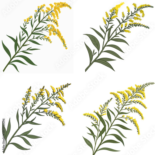 A goldenrod icon with a long stalk covered in small yellow flowers.