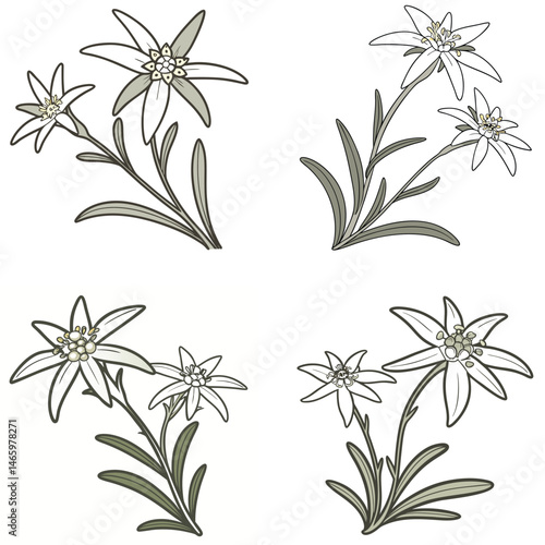 An edelweiss flower icon with fuzzy white petals and a star-shaped bloom.