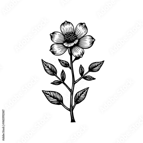 Detailed botanical illustration of a single wildflower with intricate linework