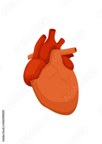Wallpaper Mural Vector illustration of anatomy human heart. Human internal organ isolated on white background. stock illustration Torontodigital.ca