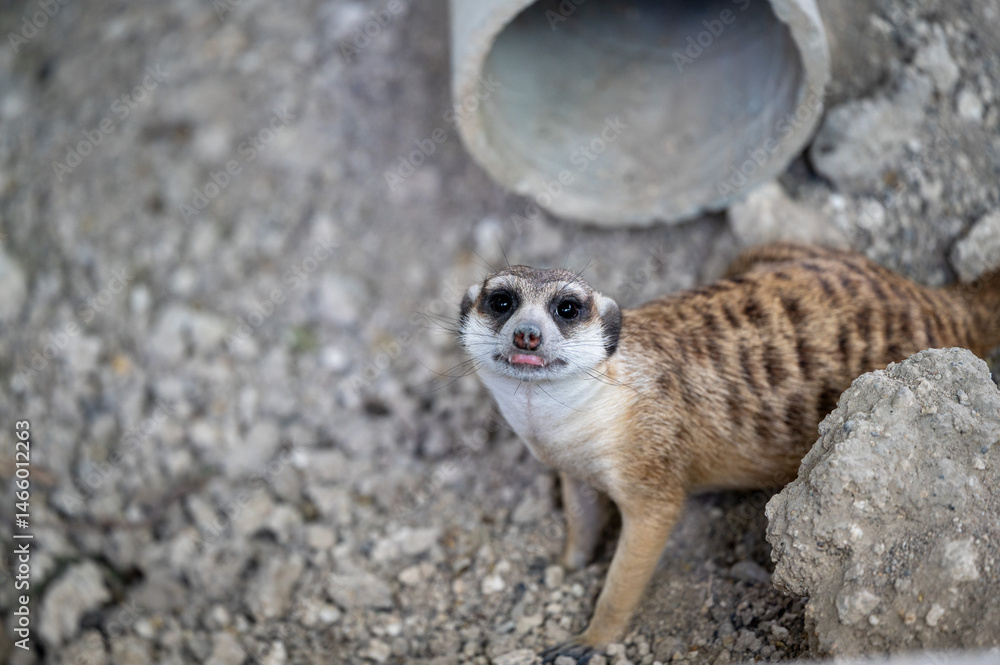 Fototapeta premium Curious meerkat explores its surroundings near a tunnel in a natural habitat during daylight