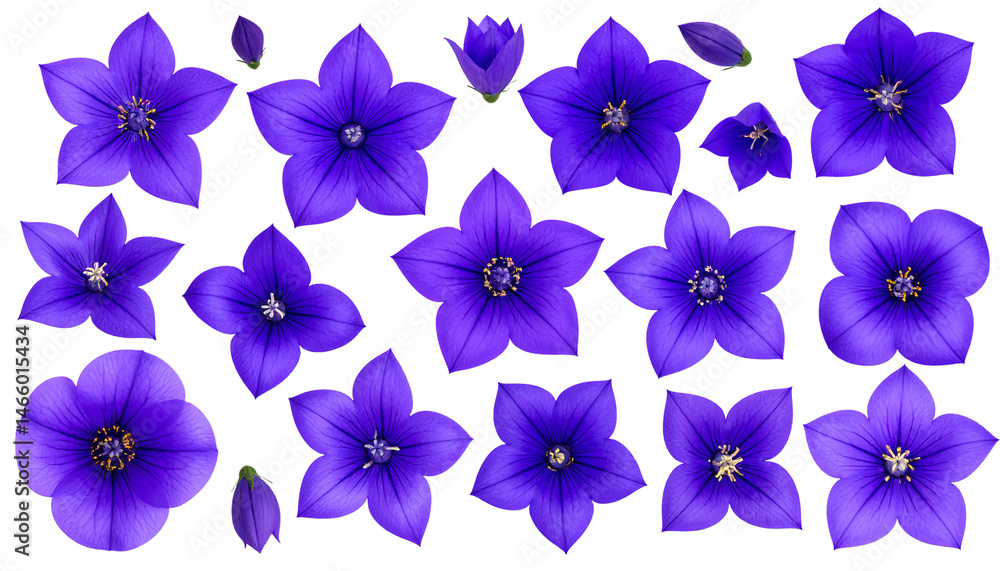 Fototapeta premium Beautiful Purple Flowers Collection for Nature and Design Projects
