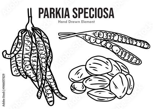 hand drawn vector illustration of Parkia Speciosa 