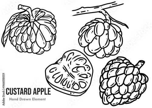 hand drawn vector illustration of custard apple 